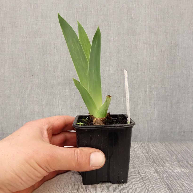 Iris germanica Blue Sapphire Maceta de 8/9 cm Ejemplar entregado en la primavera