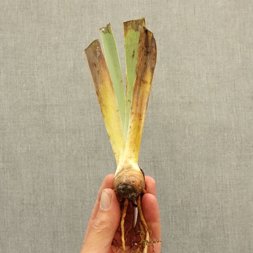 Iris germanica Brilliant Disguise - Lirio azul Rizoma Ejemplar entregado en invierno