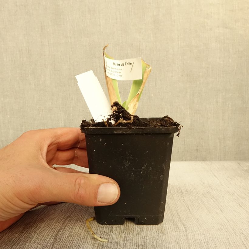 Ejemplar de Iris germanica Brin de Folie Maceta de 8/9 cm entregado en otoño