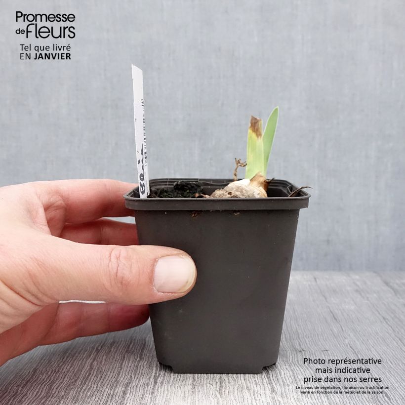 Iris germanica Brindled Beauty Maceta de 8/9 cm Ejemplar entregado en invierno