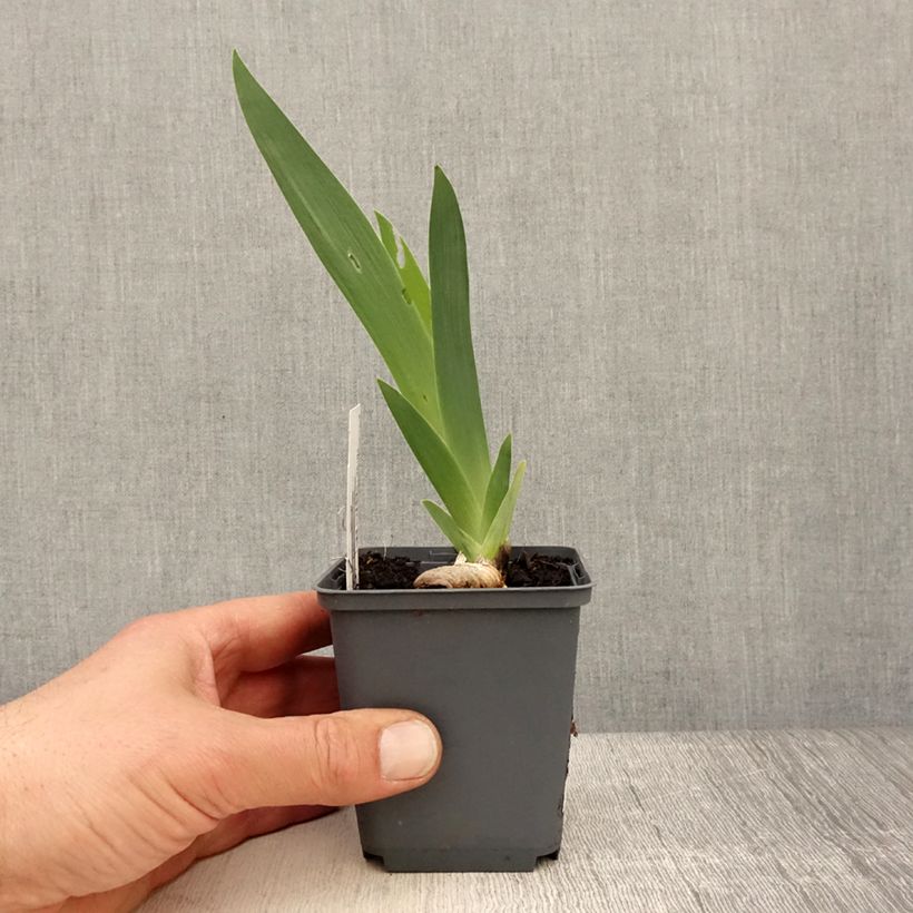 Iris germanica Brindled Beauty Maceta de 8/9 cm Ejemplar entregado en la primavera