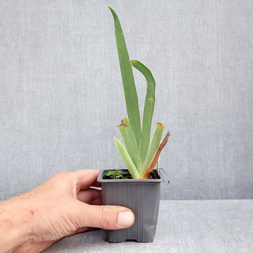 Ejemplar de Iris germanica Buffy Maceta de 8/9 cm entregado en otoño