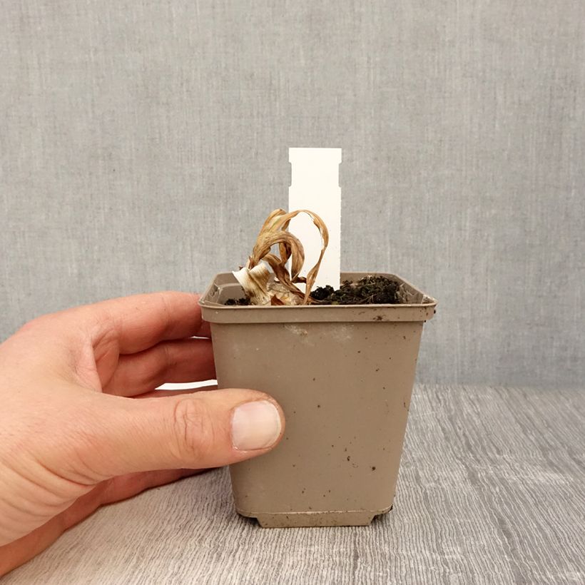 Iris germanica Bullwinkle Maceta de 8/9 cm Ejemplar entregado en la primavera