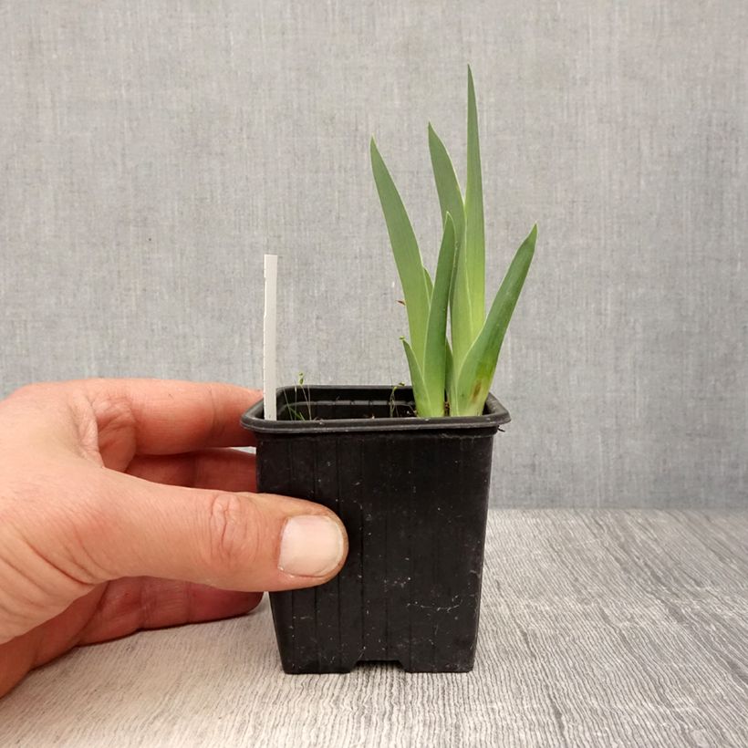 Iris Candy Apple Maceta de 8/9 cm Ejemplar entregado en la primavera