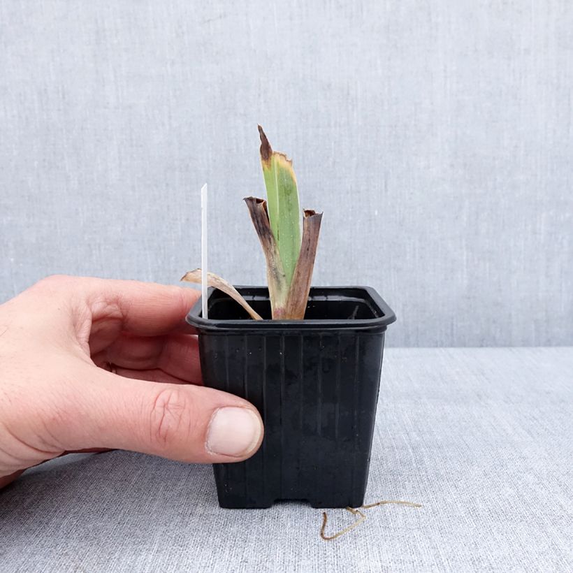 Iris germanica Casino Queen Maceta de 8/9 cm Ejemplar entregado en invierno