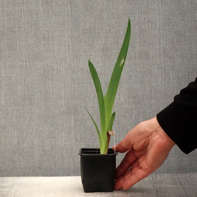 Iris germanica Casino Queen Maceta de 8/9 cm Ejemplar entregado en la primavera