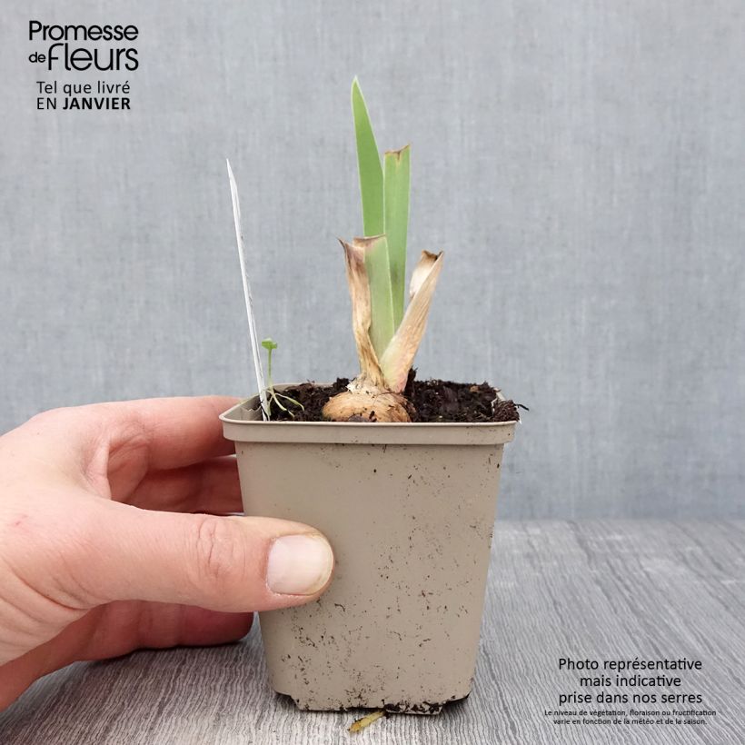 Iris germanica Chelsea Bleu Maceta de 8/9 cm Ejemplar entregado en invierno