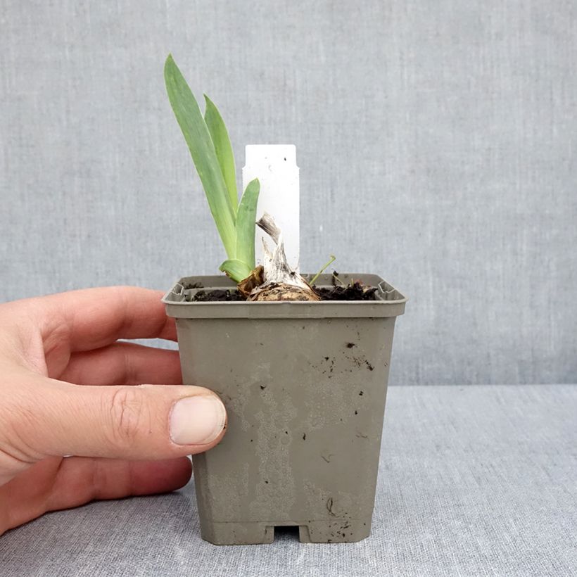 Iris germanica Cherished Maceta de 8/9 cm Ejemplar entregado en la primavera