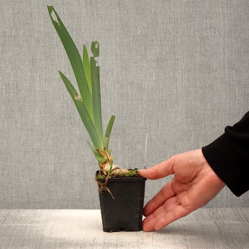 Iris germanica Coffee Trader Maceta de 8/9 cm Ejemplar entregado en la primavera