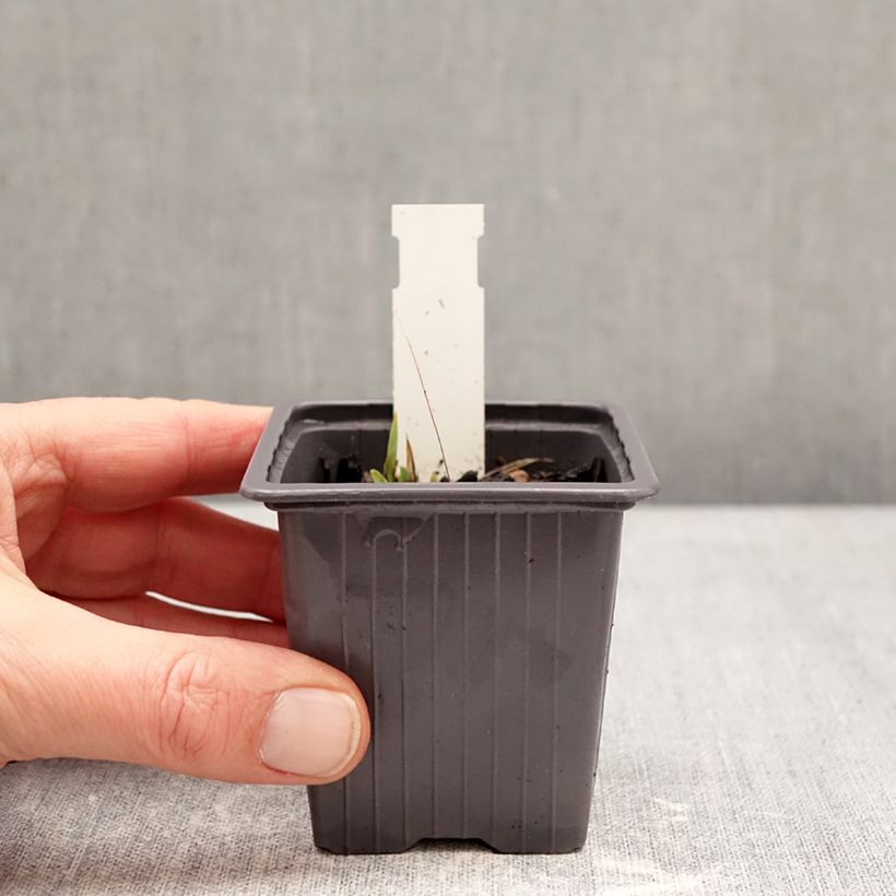 Iris germanica Color me Rose Maceta de 8/9 cm Ejemplar entregado en invierno