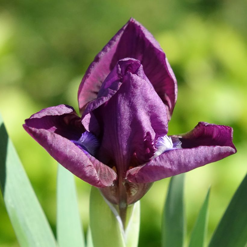 Iris germanica Color me Rose (Floración)