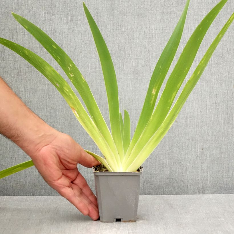 Ejemplar de Iris germanica Comme un Sourire - Lirio azul Maceta de 8/9 cm entregado en otoño