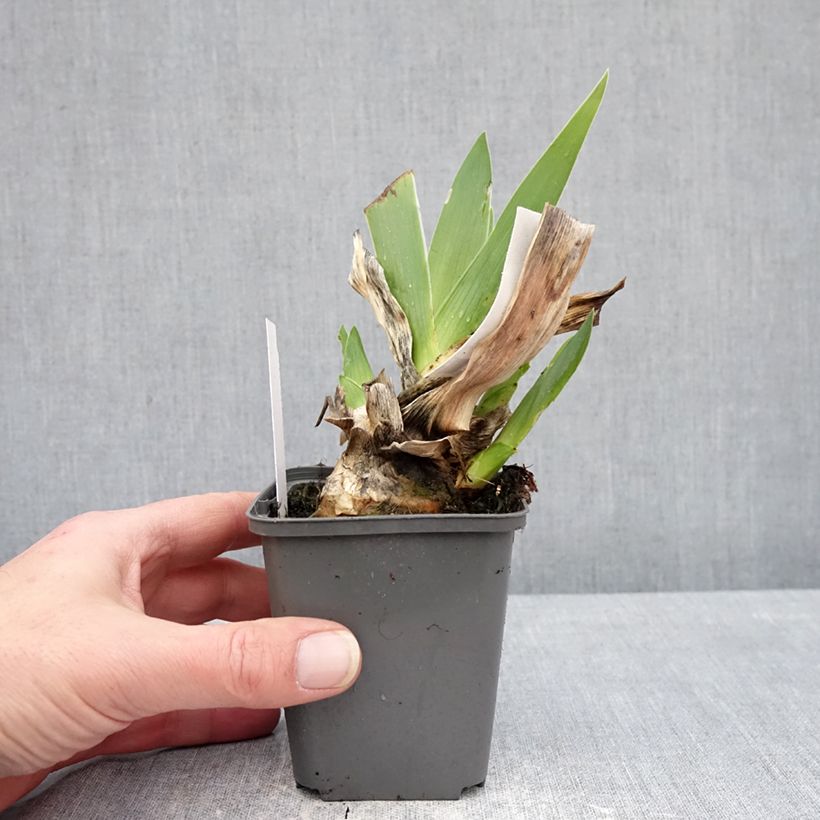 Iris germanica Conspiración - Lirio azul Maceta de 8/9 cm Ejemplar entregado en invierno