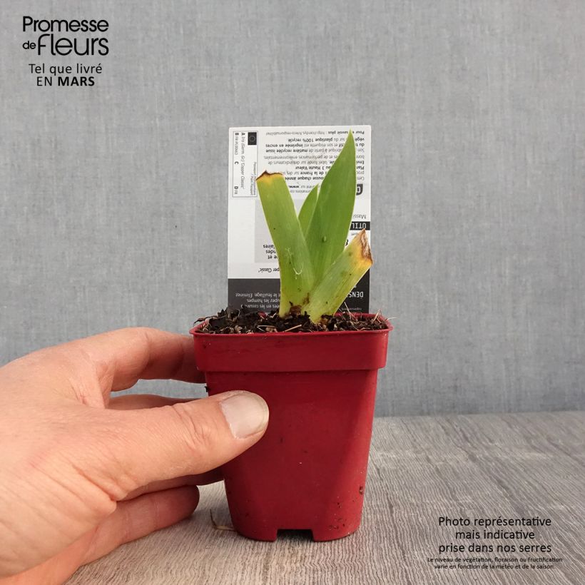 Iris germanica Copper Classic Maceta de 8/9 cm Ejemplar entregado en la primavera