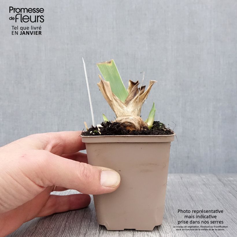 Iris germanica Crimson Tiger Maceta de 8/9 cm Ejemplar entregado en invierno