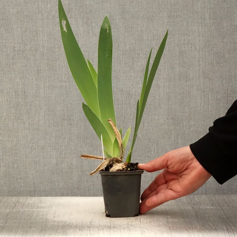 Iris germanica Crimson Tiger Maceta de 8/9 cm Ejemplar entregado en la primavera