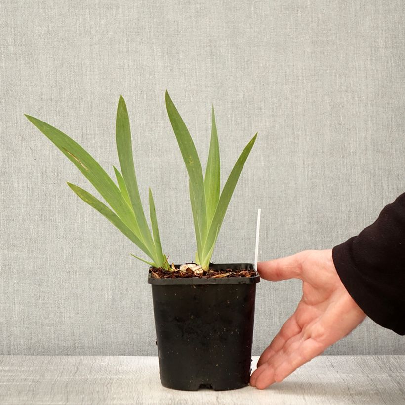 Iris germanica Crinoline Maceta 1,5L/2L Ejemplar entregado en la primavera