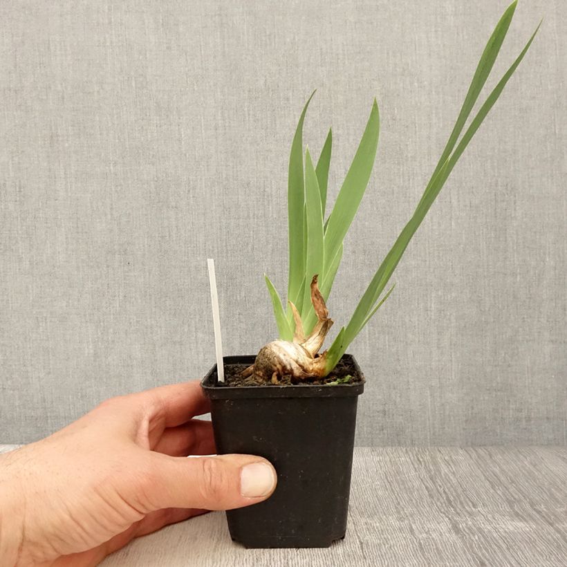 Iris germanica Crinoline Maceta de 8/9 cm Ejemplar entregado en la primavera