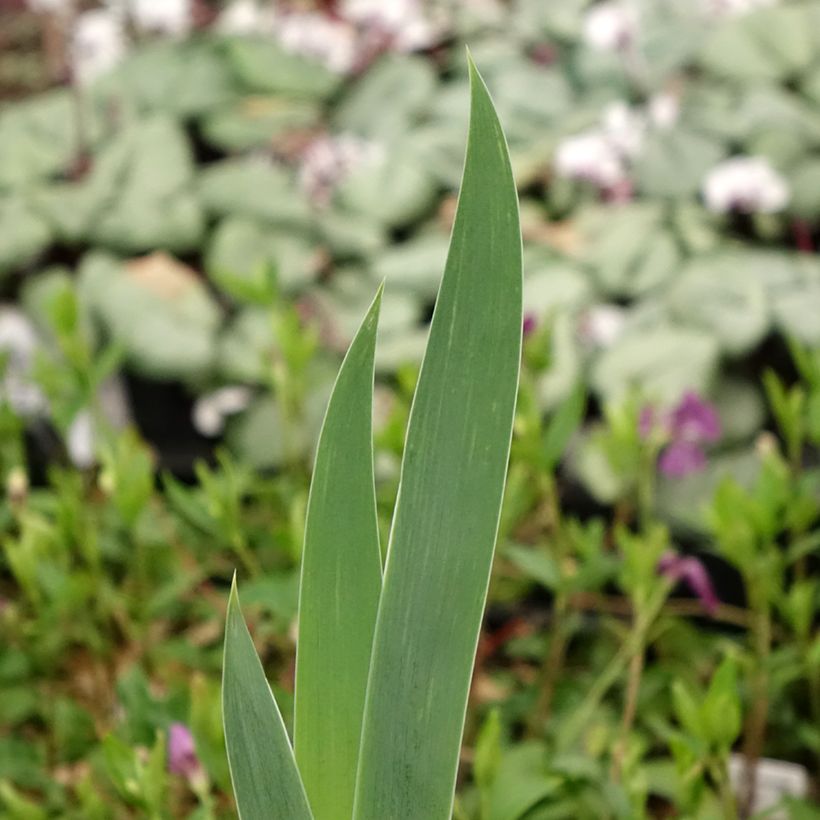Iris germanica Crinoline (Follaje)