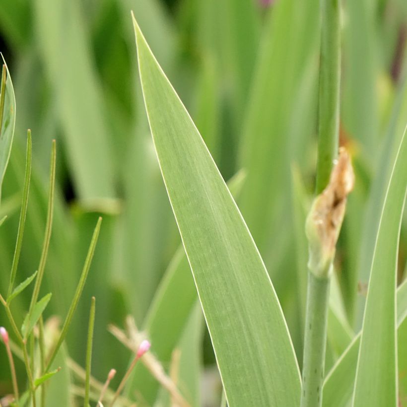 Iris germanica Cutie (Follaje)