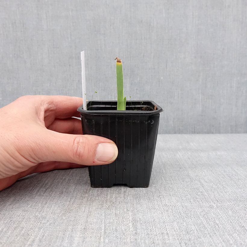 Iris germanica Cutie Maceta de 8/9 cm Ejemplar entregado en invierno