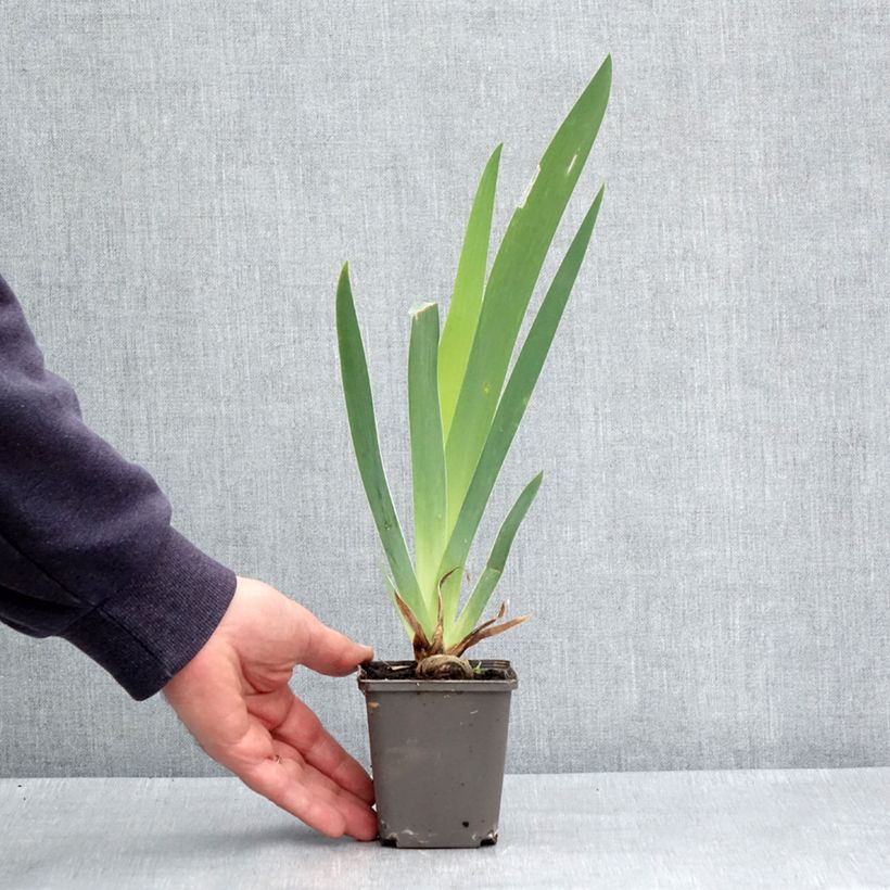 Iris germanica Dame de Coeur Maceta de 8/9 cm Ejemplar entregado en la primavera