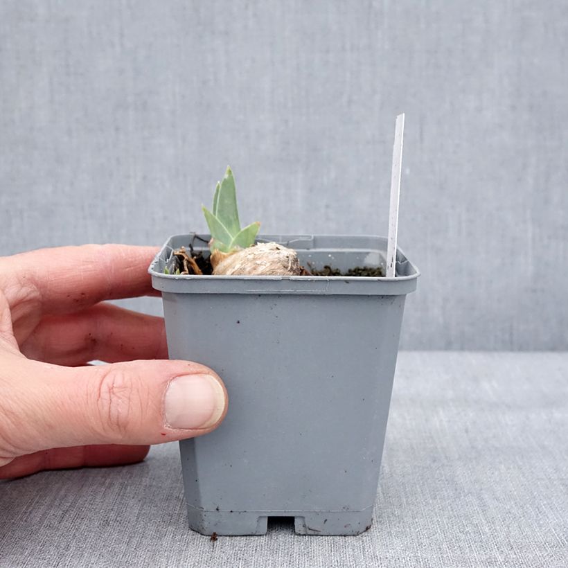 Iris germanica Dangerous Mood Maceta de 8/9 cm Ejemplar entregado en invierno