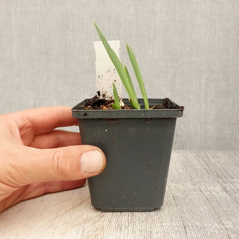 Iris germanica Dangerous Mood Maceta de 8/9 cm Ejemplar entregado en la primavera