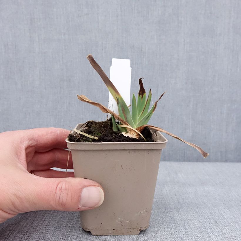 Iris germanica Danse du Feu Maceta de 8/9 cm Ejemplar entregado en invierno
