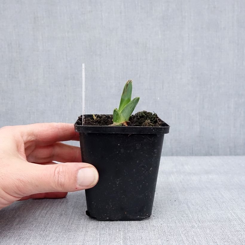 Iris germanica Dating A Royal Maceta de 8/9 cm Ejemplar entregado en invierno