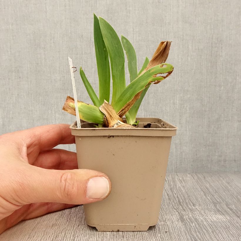 Iris germanica Dating A Royal Maceta de 8/9 cm Ejemplar entregado en la primavera