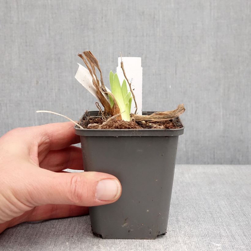 Iris germanica Deep Dark Secret Maceta de 8/9 cm Ejemplar entregado en invierno