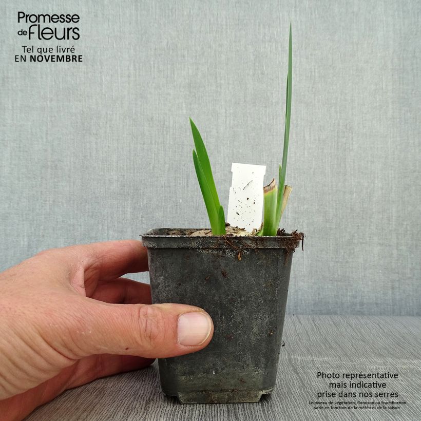 Ejemplar de Iris germanica Déguisement Maceta de 8/9 cm entregado en otoño