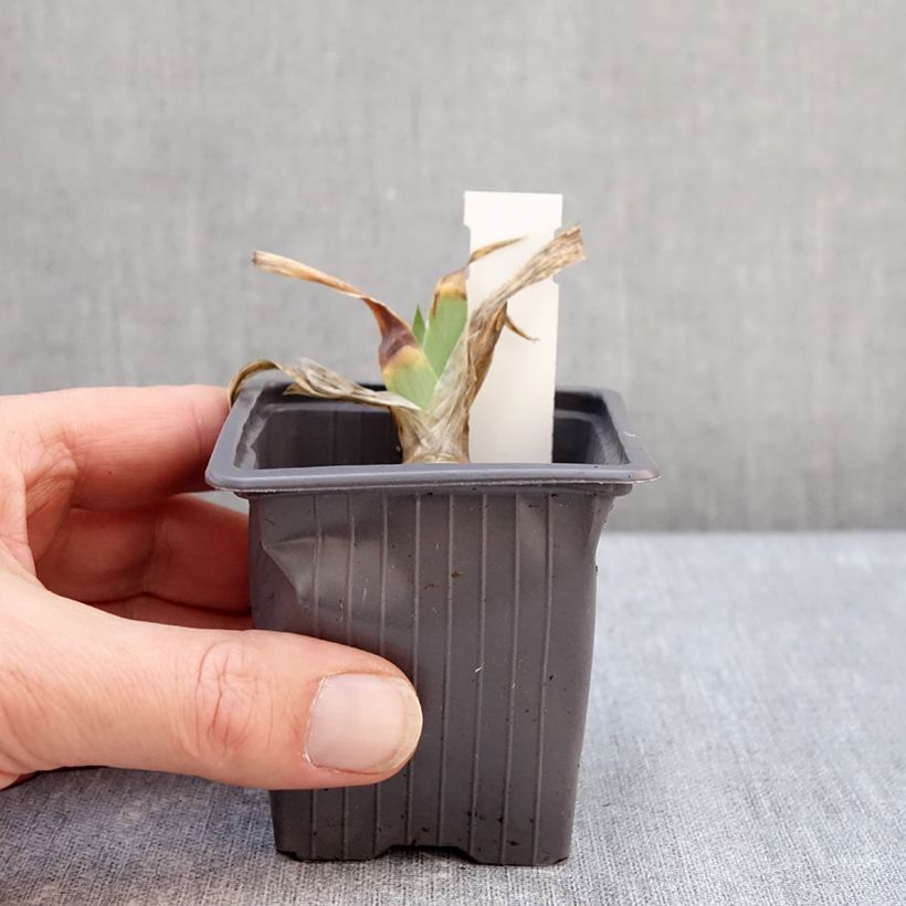 Iris germanica Delicato Maceta de 8/9 cm Ejemplar entregado en invierno