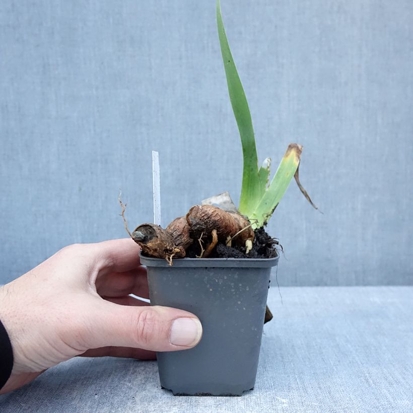 Iris germanica Delicieux Caramel Maceta de 8/9 cm Ejemplar entregado en invierno