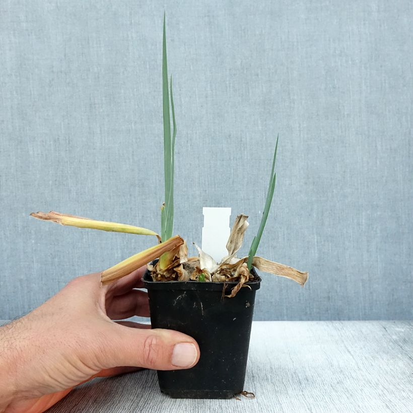 Ejemplar de Iris germanica Dernier Cri Maceta de 8/9 cm entregado en otoño