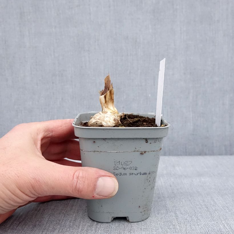 Iris germanica Dernier Cri Maceta de 8/9 cm Ejemplar entregado en invierno