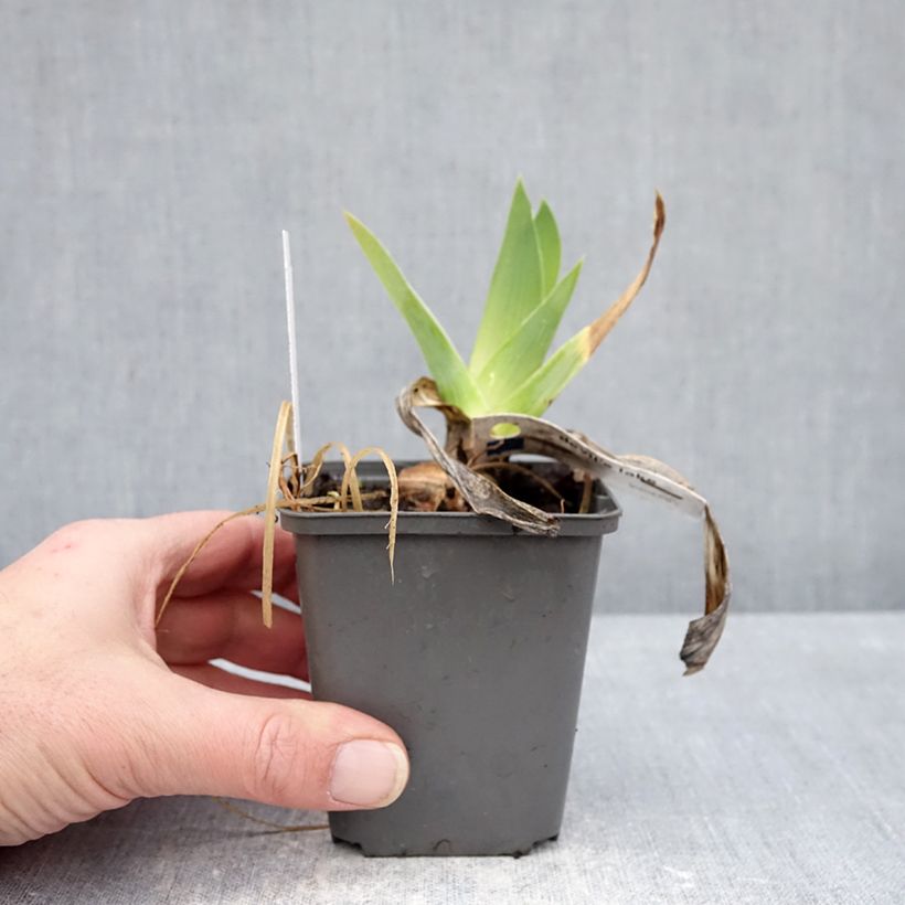 Iris germanica Devil's Lake - Lirio azul Maceta de 8/9 cm Ejemplar entregado en invierno