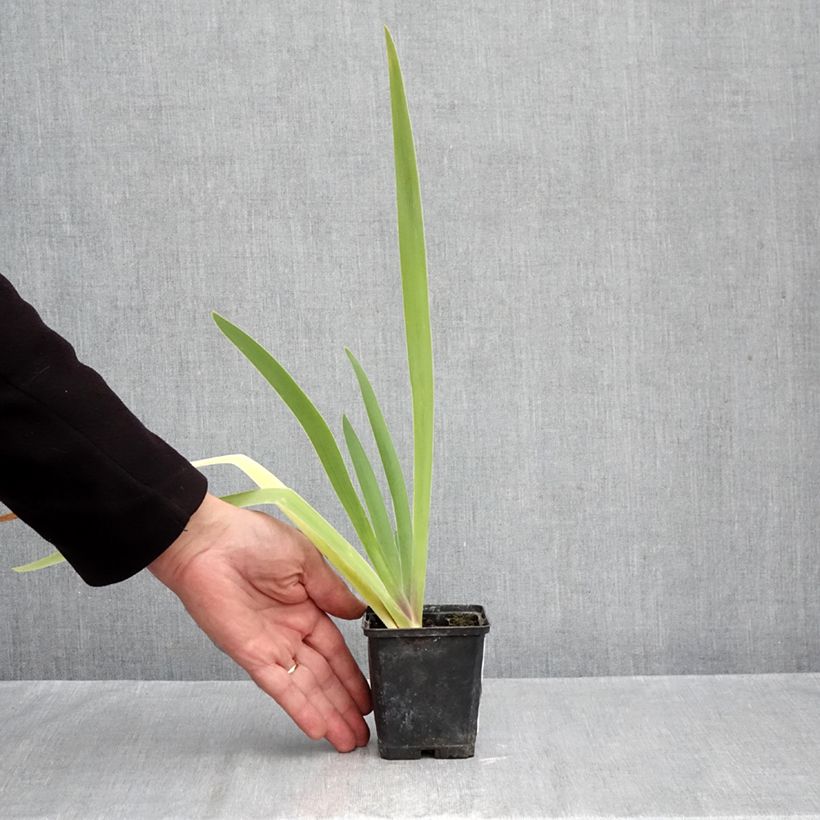 Ejemplar de Iris germanica Dracula's Kiss - Lirio azul Maceta de 8/9 cm entregado en otoño