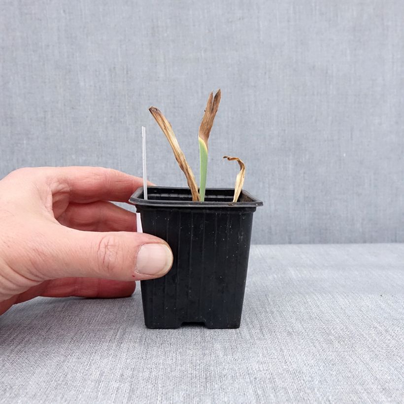 Iris germanica Dutch Chocolate Maceta de 8/9 cm Ejemplar entregado en invierno