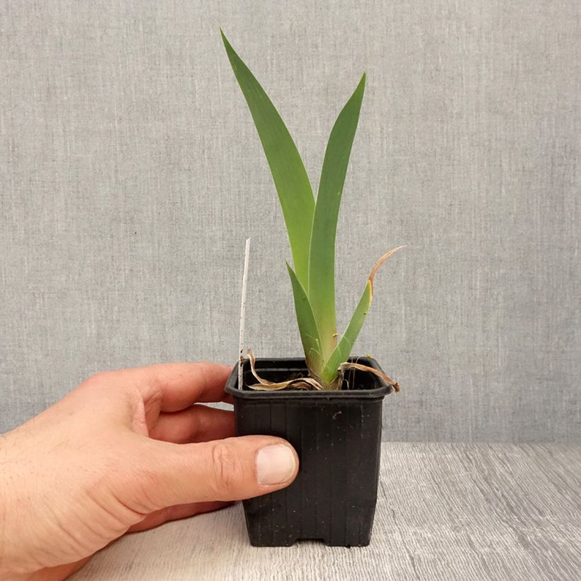Iris germanica Dutch Chocolate Maceta de 8/9 cm Ejemplar entregado en la primavera