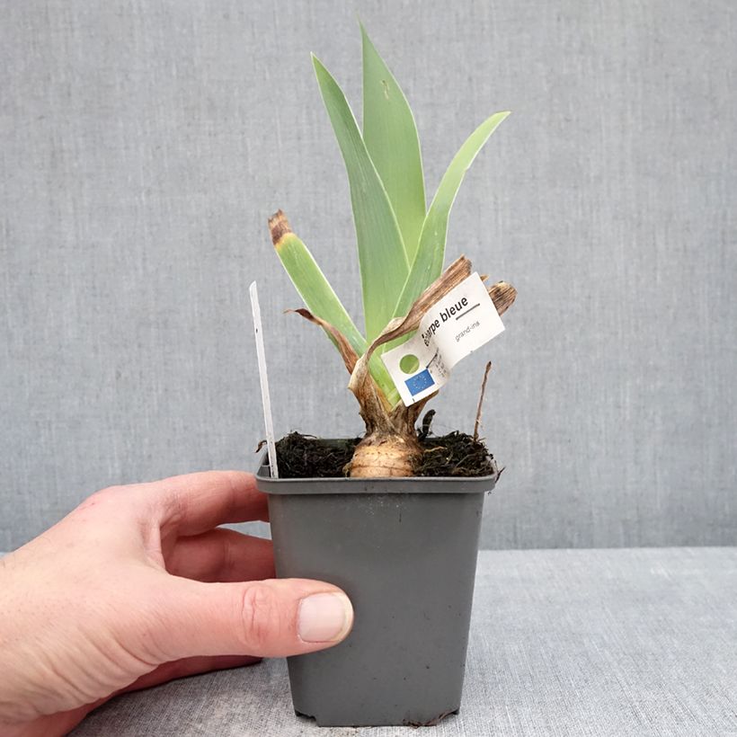 Iris germanica Écharpe Bleue - Lirio azul Maceta de 8/9 cm Ejemplar entregado en invierno