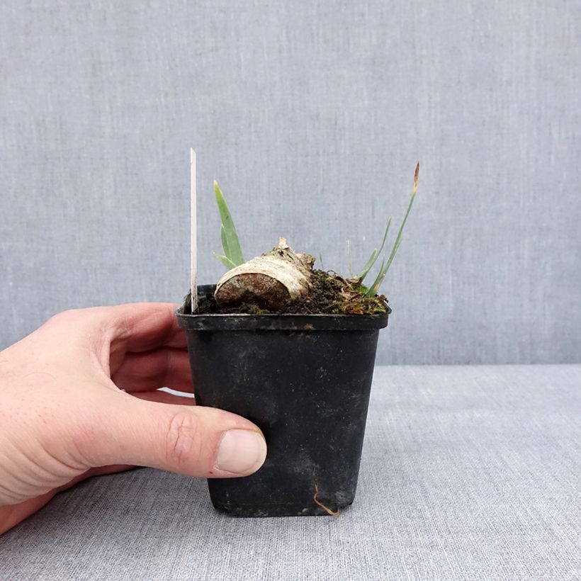 Iris germanica En Ebullition Maceta de 8/9 cm Ejemplar entregado en invierno