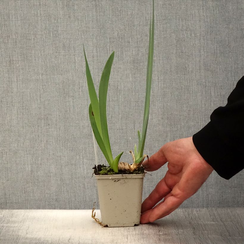 Iris germanica En Ebullition Maceta de 8/9 cm Ejemplar entregado en la primavera