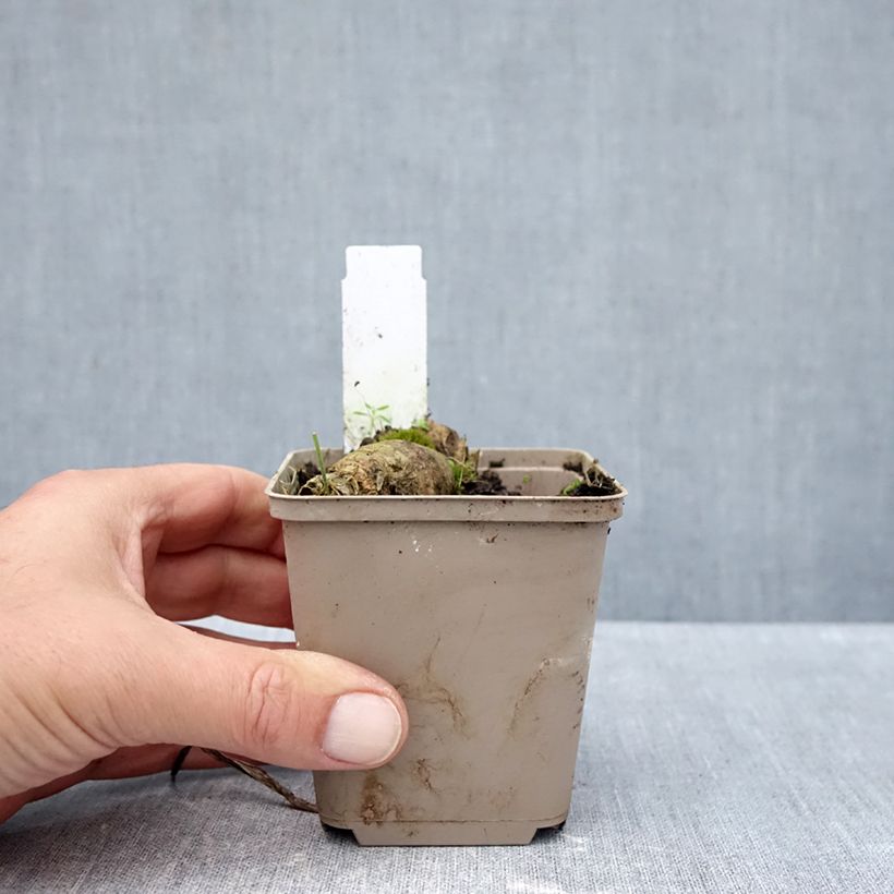 Ejemplar de Iris germanica En Pointillés Maceta de 8/9 cm entregado en otoño