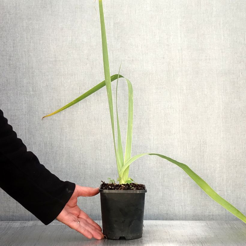 Ejemplar de Iris germanica English cottage Maceta 1,5L/2L entregado en otoño