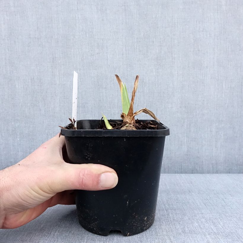 Iris germanica English cottage Maceta 1,5L/2L Ejemplar entregado en invierno