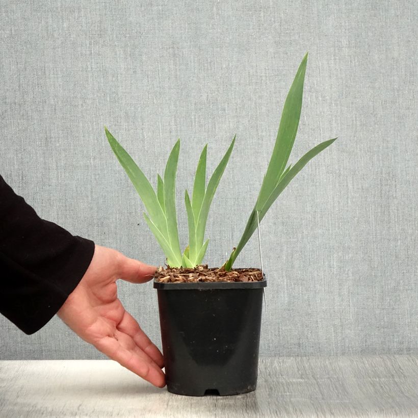 Iris germanica English cottage Maceta 1,5L/2L Ejemplar entregado en la primavera