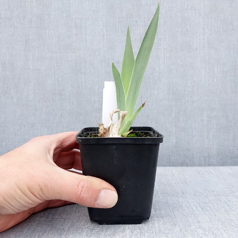 Iris germanica English cottage Maceta de 8/9 cm Ejemplar entregado en la primavera