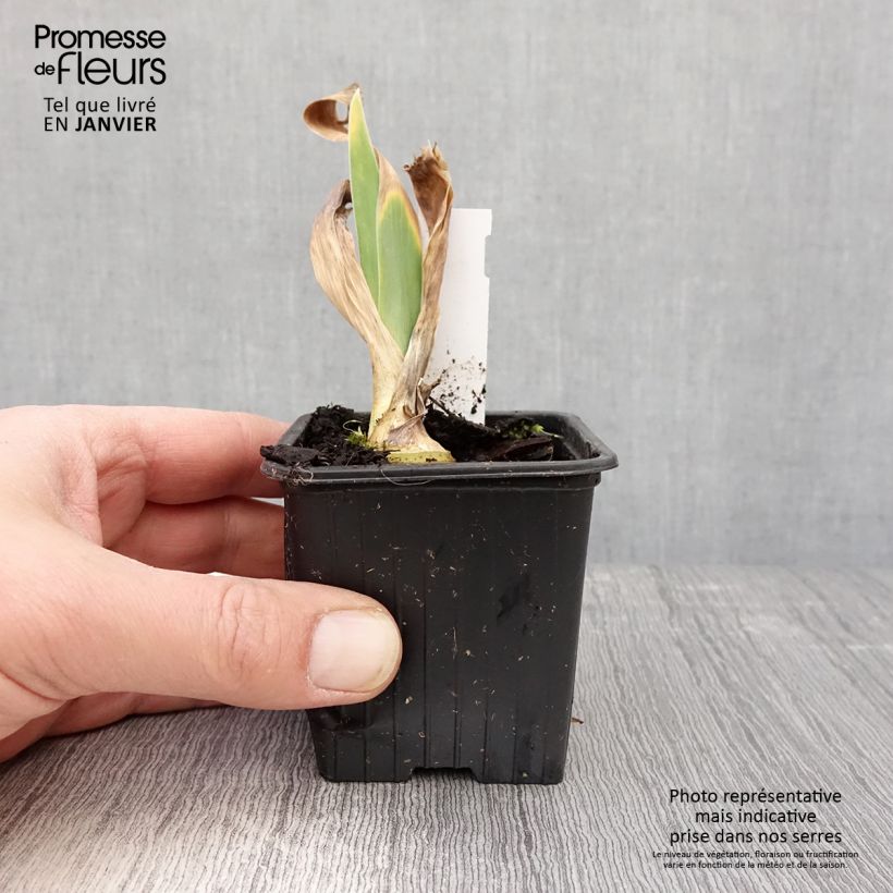 Iris germanica Flamant Rose Maceta de 8/9 cm Ejemplar entregado en invierno
